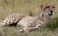 Cheetah | Travel Notes Newsletter